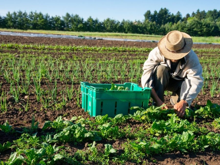 How To Get Farming Jobs In USA With Free Visa Sponsorship